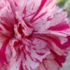 Pinball Wizard Dianthus - 6-Pack Of 1 Gallon Pots 1 Pinball Wizard Dianthus - 6-Pack Of 1 Gallon Pots -Garden Outdoor Plant Store dianthus pinball wizard 6