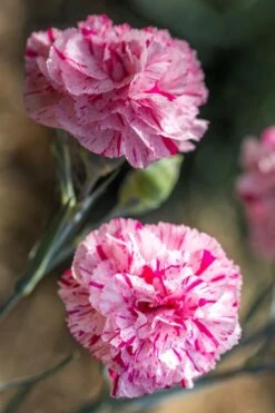 Pinball Wizard Dianthus - 6-Pack Of 1 Gallon Pots -Garden Outdoor Plant Store dianthus pinball wizard 7