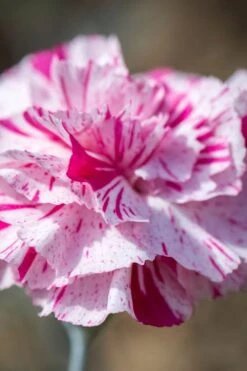 Pinball Wizard Dianthus - 6-Pack Of 1 Gallon Pots -Garden Outdoor Plant Store dianthus pinball wizard 8