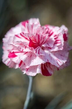 Pinball Wizard Dianthus - 6-Pack Of 1 Gallon Pots -Garden Outdoor Plant Store dianthus pinball wizard 9