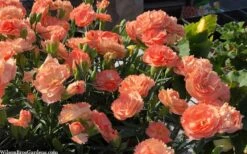Super Trouper Orange Dianthus (Carnation) - 10 Pack Of Quart Pots -Garden Outdoor Plant Store dianthus supertrouper orange 10