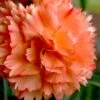 Super Trouper Orange Dianthus (Carnation) - 10 Pack Of Quart Pots 2 Super Trouper Orange Dianthus (Carnation) - 10 Pack Of Quart Pots -Garden Outdoor Plant Store dianthus supertrouper orange 8