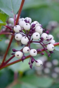 Red Osier Red Twig Dogwood (Cornus Sericea) - 2 Gallon Pot 15 Red Osier Red Twig Dogwood (Cornus Sericea) - 2 Gallon Pot -Garden Outdoor Plant Store dogwood red osier 500x750 1
