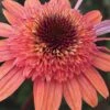 Raspberry Truffle Coneflower (Echinacea) - 1 Gallon Pot 2 Raspberry Truffle Coneflower (Echinacea) - 1 Gallon Pot -Garden Outdoor Plant Store echinacea raspberry truffle coneflower 5