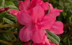 Autumn Jewel Encore Azalea - 1 Gallon Pot 9 Autumn Jewel Encore Azalea - 1 Gallon Pot -Garden Outdoor Plant Store encore azalea autumn jewel