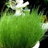 Dwarf Horsetail Reed Grass (Equisetum Scirpoides) - 1 Gallon Pot 2 Dwarf Horsetail Reed Grass (Equisetum Scirpoides) - 1 Gallon Pot -Garden Outdoor Plant Store equisetum scirpoides dwarf horsertail grass 1