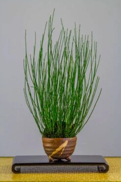 Dwarf Horsetail Reed Grass (Equisetum Scirpoides) - 1 Gallon Pot -Garden Outdoor Plant Store equisetum scirpoides dwarf horsertail grass 2