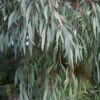 Angus Cold Hardy Eucalyptus Tree (Eucalyptus Nicholii) - 3 Gallon Pot
