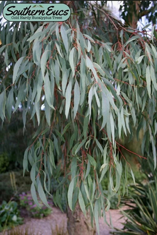 Angus Cold Hardy Eucalyptus Tree (Eucalyptus Nicholii) - 3 Gallon Pot 3 Angus Cold Hardy Eucalyptus Tree (Eucalyptus Nicholii) - 3 Gallon Pot