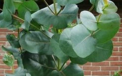 Big O Cold Hardy Eucalyptus Tree (Eucalyptus Neglecta) - Quart Pot 16 Big O Cold Hardy Eucalyptus Tree (Eucalyptus Neglecta) - Quart Pot -Garden Outdoor Plant Store eucalyptus bigo leaves 6