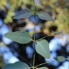 Grace Cold Hardy Eucalyptus Tree (Eucalyptus Elliptica) - 3 Gallon Pot -Garden Outdoor Plant Store eucalyptus elliptica grace 1 1