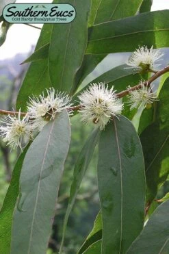 Jersey Girl Cold Hardy Eucalyptus Tree (Eucalyptus Macarthurii) - 3 Gallon Pot