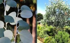 Mappa Tassie Cold Hardy Eucalyptus Tree (Eucalyptus Pauciflora) - 1 Gallon Pot 12 Mappa Tassie Cold Hardy Eucalyptus Tree (Eucalyptus Pauciflora) - 1 Gallon Pot -Garden Outdoor Plant Store eucalyptus mappa tassie combo 4