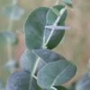 Big O Cold Hardy Eucalyptus Tree (Eucalyptus Neglecta) - 6 Pack Of 1 Gallon Pots 1 Big O Cold Hardy Eucalyptus Tree (Eucalyptus Neglecta) - 6 Pack Of 1 Gallon Pots -Garden Outdoor Plant Store eucalyptus neglecta big 0 1 2