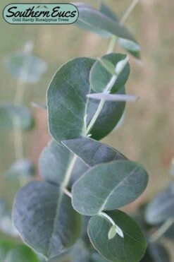 Big O Cold Hardy Eucalyptus Tree (Eucalyptus Neglecta) - 2 Gallon Pot