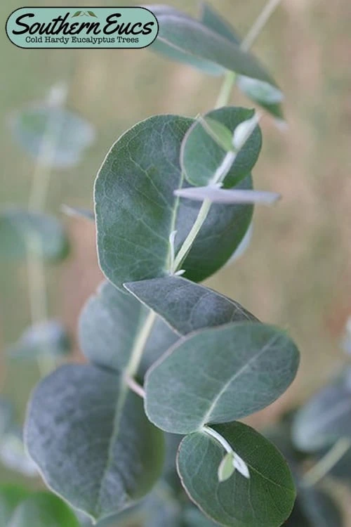 Big O Cold Hardy Eucalyptus Tree (Eucalyptus Neglecta) - Quart Pot 3 Big O Cold Hardy Eucalyptus Tree (Eucalyptus Neglecta) - Quart Pot