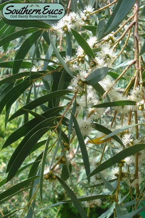 Funky Monkey Cold Hardy Eucalyptus Tree (Eucalyptus Parvula) - 6 Pack Of 1 Gallon Pots 3 Funky Monkey Cold Hardy Eucalyptus Tree (Eucalyptus Parvula) - 6 Pack Of 1 Gallon Pots