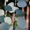 Mappa Tassie Cold Hardy Eucalyptus Tree (Eucalyptus Pauciflora) - 1 Gallon Pot 1 Mappa Tassie Cold Hardy Eucalyptus Tree (Eucalyptus Pauciflora) - 1 Gallon Pot -Garden Outdoor Plant Store eucalyptus pauciflora mappa tassie 1 4