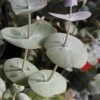 Luna Cold Hardy Eucalyptus Tree (Eucalyptus Perriniana) - 2 Gallon Pot