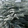 Bluey Cold Hardy Eucalyptus Tree (Eucalyptus Pulverulenta) - 1 Gallon Pot 2 Bluey Cold Hardy Eucalyptus Tree (Eucalyptus Pulverulenta) - 1 Gallon Pot -Garden Outdoor Plant Store eucalyptus pulverulenta bluey 1 1