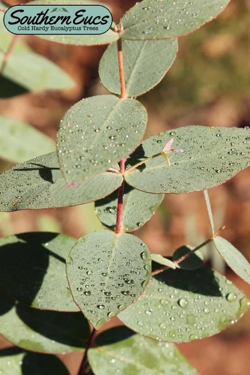 Cab Sav Cold Hardy Eucalyptus Tree (Eucalyptus Rubida) - 3 Gallon Pot 3 Cab Sav Cold Hardy Eucalyptus Tree (Eucalyptus Rubida) - 3 Gallon Pot