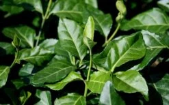 Purple Wintercreeper (Euonymus Fortunei 'Coloratus') - 6 Pack Of Pint Pots -Garden Outdoor Plant Store euonymus fortunei coloratus purple wintercreeper 1