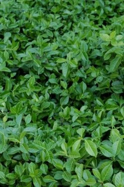 Purple Wintercreeper (Euonymus Fortunei 'Coloratus') - 6 Pack Of Pint Pots -Garden Outdoor Plant Store euonymus fortunei coloratus purple wintercreeper 2