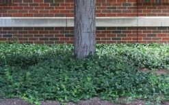 Purple Wintercreeper (Euonymus Fortunei 'Coloratus') - 6 Pack Of Pint Pots -Garden Outdoor Plant Store euonymus fortunei coloratus purple wintercreeper 4