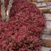 Purple Wintercreeper (Euonymus Fortunei 'Coloratus') - 6 Pack Of Pint Pots -Garden Outdoor Plant Store euonymus fortunei coloratus purple wintercreeper 8