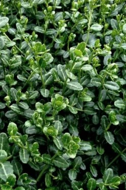 Kewensis Euonymus (Miniature Wintercreeper) - 6 Pack Of Pint Pots -Garden Outdoor Plant Store euonymus fortunei kewensis miniature wintercreeper 5