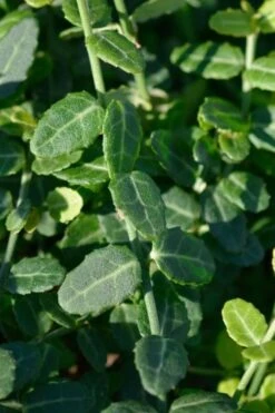 Kewensis Euonymus (Miniature Wintercreeper) - 6 Pack Of Pint Pots -Garden Outdoor Plant Store euonymus fortunei kewensis miniature wintercreeper 6