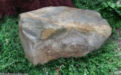 Kewensis Euonymus (Miniature Wintercreeper) - 6 Pack Of Pint Pots -Garden Outdoor Plant Store euonymus fortunei kewensis miniature wintercreeper 9