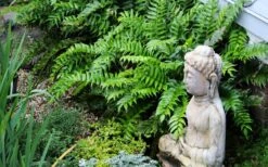 Japanese Holly Fern - Cyrtomium Falcatum 'Rochfordianum' - 2.5 Quart Pot -Garden Outdoor Plant Store fern20holly203