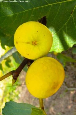 LSU Gold Fig Tree - 3 Gallon Pot 13 LSU Gold Fig Tree - 3 Gallon Pot -Garden Outdoor Plant Store ficus carica lsu gold fig tree 1