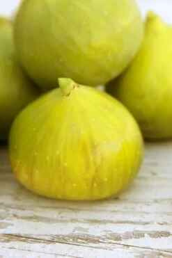 LSU Gold Fig Tree - 3 Gallon Pot 11 LSU Gold Fig Tree - 3 Gallon Pot -Garden Outdoor Plant Store ficus carica lsu gold fig tree 2