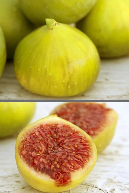 LSU Gold Fig Tree - 3 Gallon Pot 3 LSU Gold Fig Tree - 3 Gallon Pot