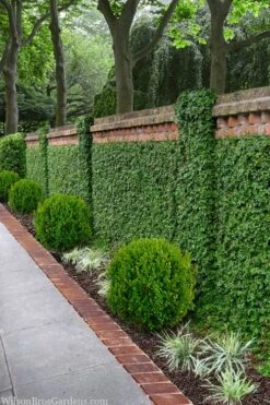 Creeping Fig (Ficus Pumila) - 5 Pack Of Quart Pots -Garden Outdoor Plant Store ficus pumila green creeping fig 100