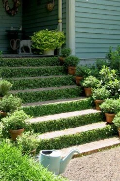 Creeping Fig (Ficus Pumila) - 5 Pack Of Quart Pots -Garden Outdoor Plant Store ficus pumila green creeping fig 105