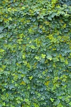 Creeping Fig (Ficus Pumila) - 5 Pack Of Quart Pots -Garden Outdoor Plant Store ficus pumila green creeping fig 106