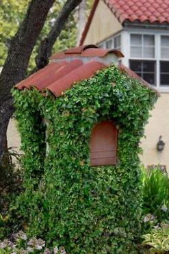 Creeping Fig (Ficus Pumila) - 5 Pack Of Quart Pots -Garden Outdoor Plant Store ficus pumila green creeping fig 107