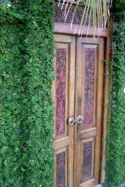 Creeping Fig (Ficus Pumila) - 5 Pack Of Quart Pots -Garden Outdoor Plant Store ficus pumila green creeping fig 108