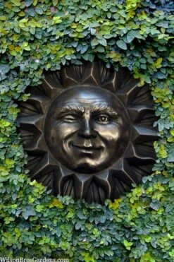 Creeping Fig (Ficus Pumila) - 5 Pack Of Quart Pots -Garden Outdoor Plant Store ficus pumila green creeping fig 110