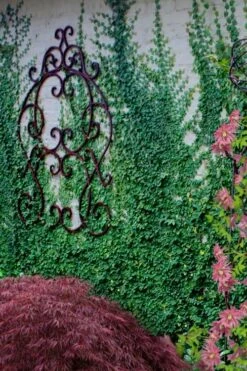 Creeping Fig (Ficus Pumila) - 5 Pack Of Quart Pots -Garden Outdoor Plant Store ficus pumila green creeping fig 112