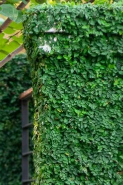 Creeping Fig (Ficus Pumila) - 5 Pack Of Quart Pots -Garden Outdoor Plant Store ficus pumila green creeping fig 113