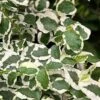 Variegated Creeping Fig - Ficus Pumila 'Variegata' - 6 Pack Of Pint Pots -Garden Outdoor Plant Store ficus pumila variegata creeping fig 103