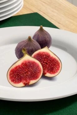 Texas Everbearing Fig Tree - 3 Gallon Pot 13 Texas Everbearing Fig Tree - 3 Gallon Pot -Garden Outdoor Plant Store fig texas everbearing 11