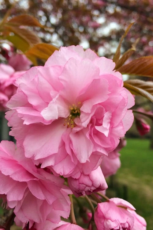 Kwanzan Pink Double Flowering Cherry Tree - 3 Gallon Pot 3 Kwanzan Pink Double Flowering Cherry Tree - 3 Gallon Pot