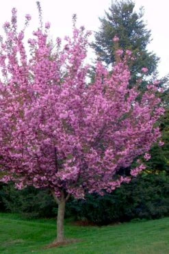 Kwanzan Pink Double Flowering Cherry Tree - 3 Gallon Pot 13 Kwanzan Pink Double Flowering Cherry Tree - 3 Gallon Pot -Garden Outdoor Plant Store flowering cherry kwansan 4