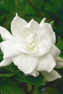 August Beauty Gardenia (Single Trunk Topiary Tree) - 5 Gallon Pot 10 August Beauty Gardenia (Single Trunk Topiary Tree) - 5 Gallon Pot -Garden Outdoor Plant Store gardenia august beauty 5 500x750 2