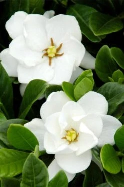 Buttons Gardenia - 3 Gallon Pot 11 Buttons Gardenia - 3 Gallon Pot -Garden Outdoor Plant Store gardenia buttons 1